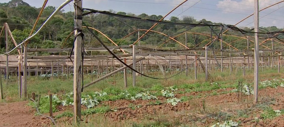 Calor prejudica o cultivo de hortalias — Foto: TVCA/Reproduo