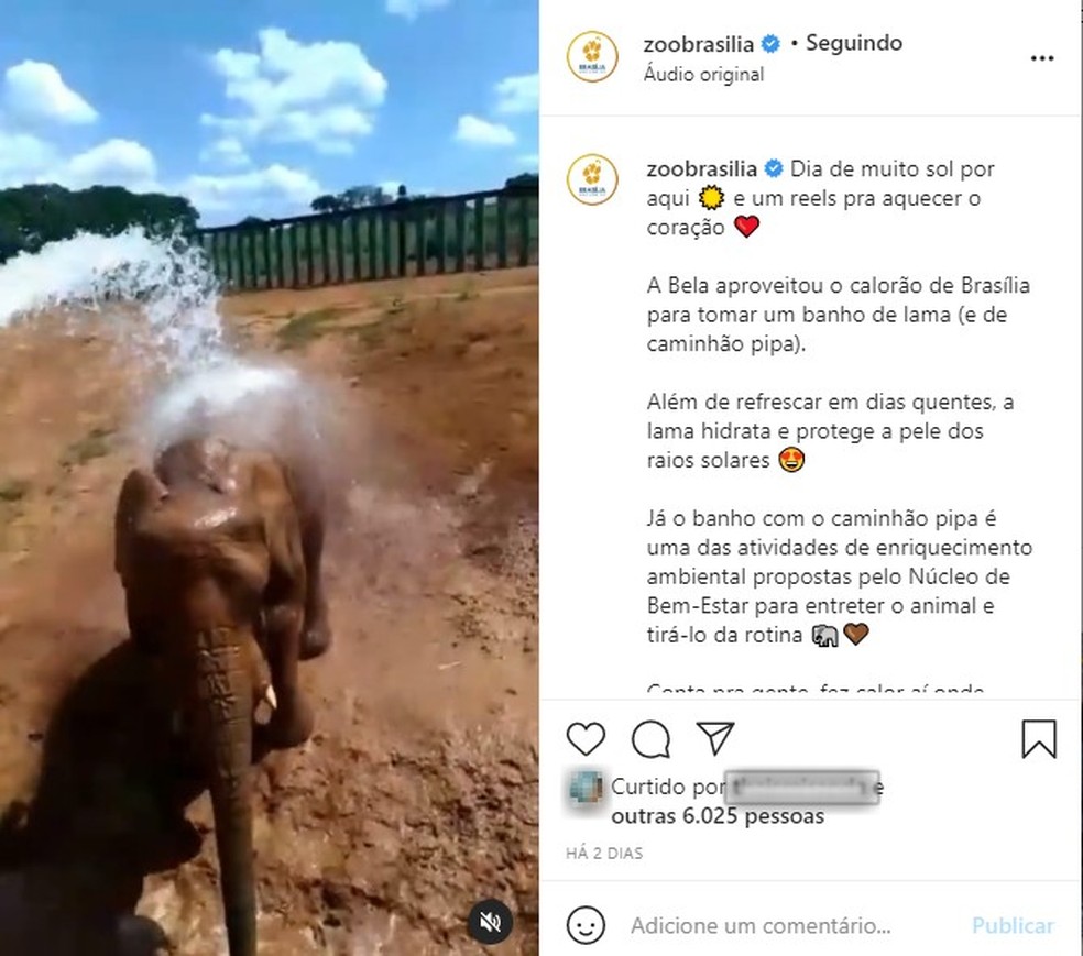Elefante Bela se refresca no Zoológico de Brasília — Foto: Instagram/Reprodução