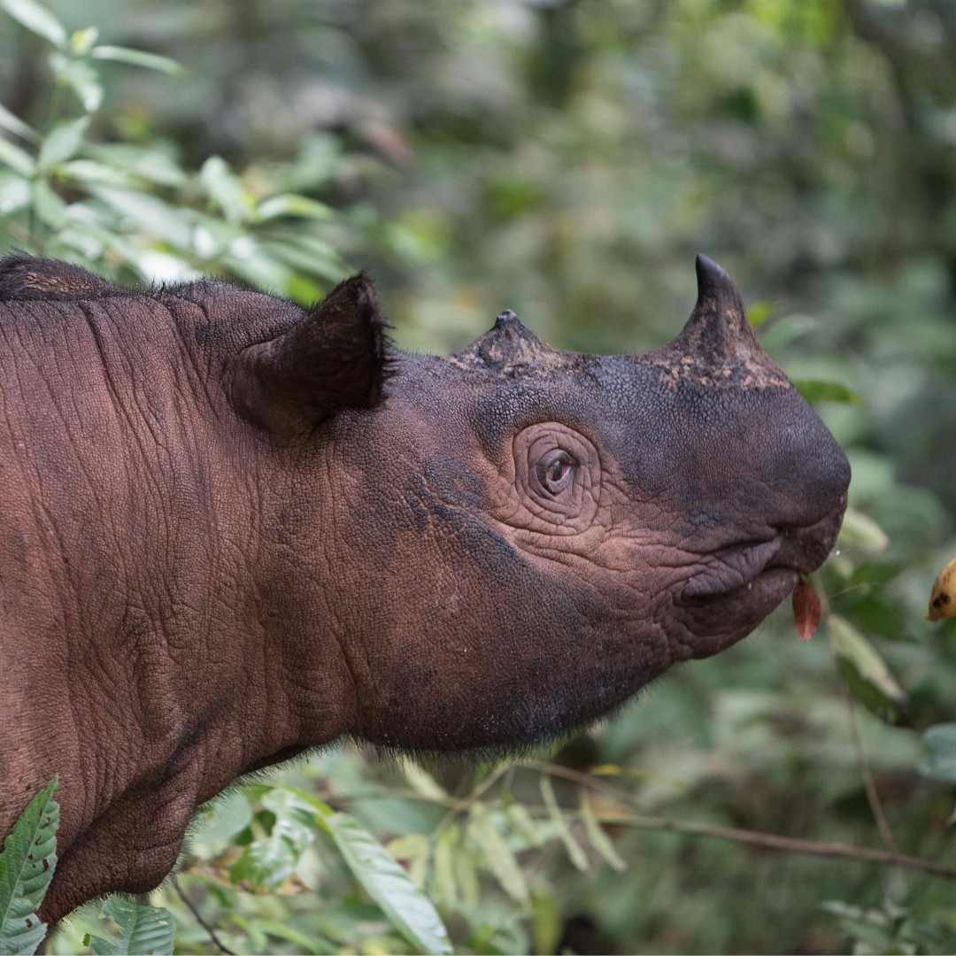 Andatu, o  rinoceronte-de-sumatra pai do novo filhote (Foto: International Rhino Foundation )