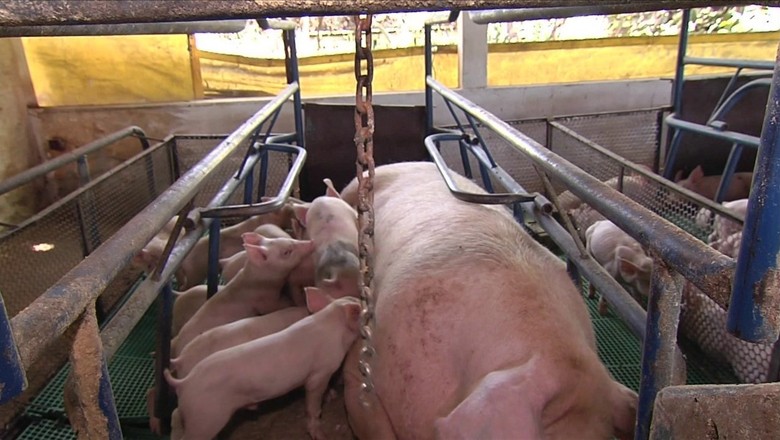 porco-suinos (Foto: Reprodução/TV Globo)
