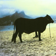 "Vaca (H=c/M=c)", 1994 — Foto: Laura Lima Studio