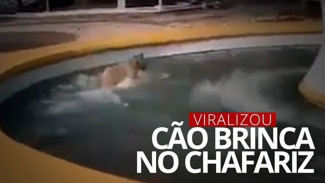 Cachorro foge de casa, é flagrado brincando na água de chafariz e vídeo viraliza