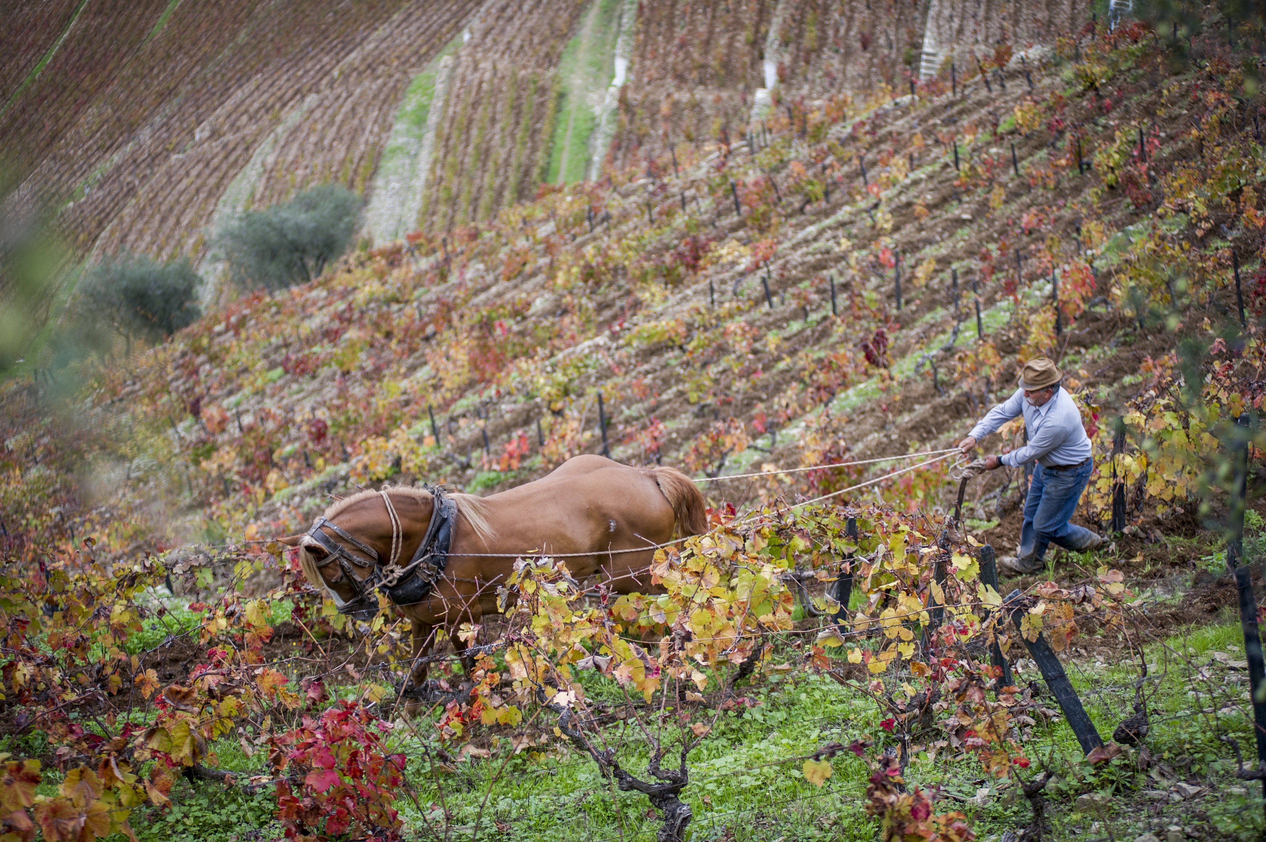 Com ajuda de um cavalo, homem trabalha no vinhedo da Quinta da Côrte, no Douro