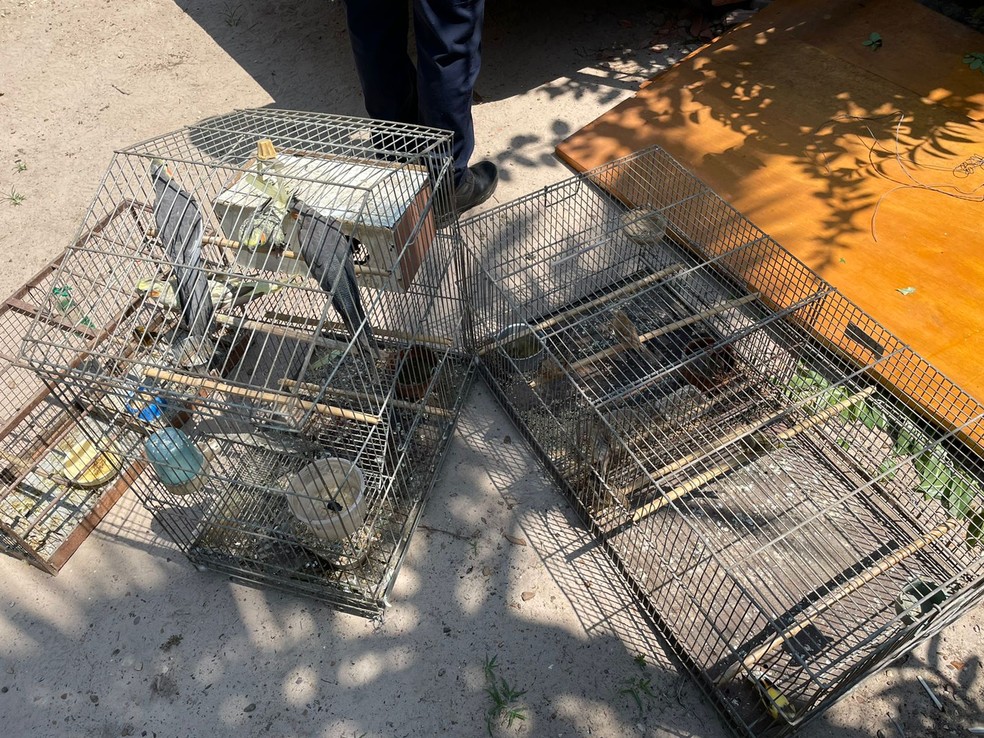 Aves foram apreendidas em situação de maus-tratos em Piracicaba — Foto: Divulgação/Guarda Municipal
