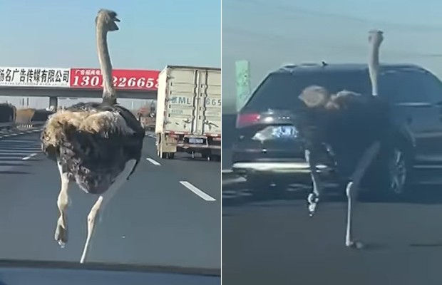 Na China, motoristas são surpreendidos por avestruz correndo em via (Foto: Reprodução/ Instagram)