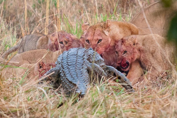 O grupo de leoas e seus filhotes observa o avanço de um crocodilo-do-Nilo, que tentou roubar a comida dos felinos: um duelo de titãs (Foto: Caters)