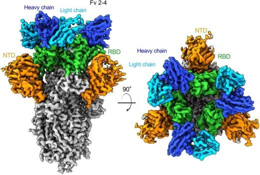 Em azul: como o anticorpo se liga à proteína spike (Foto: David Ho/Columbia University Irving Medical Center)
