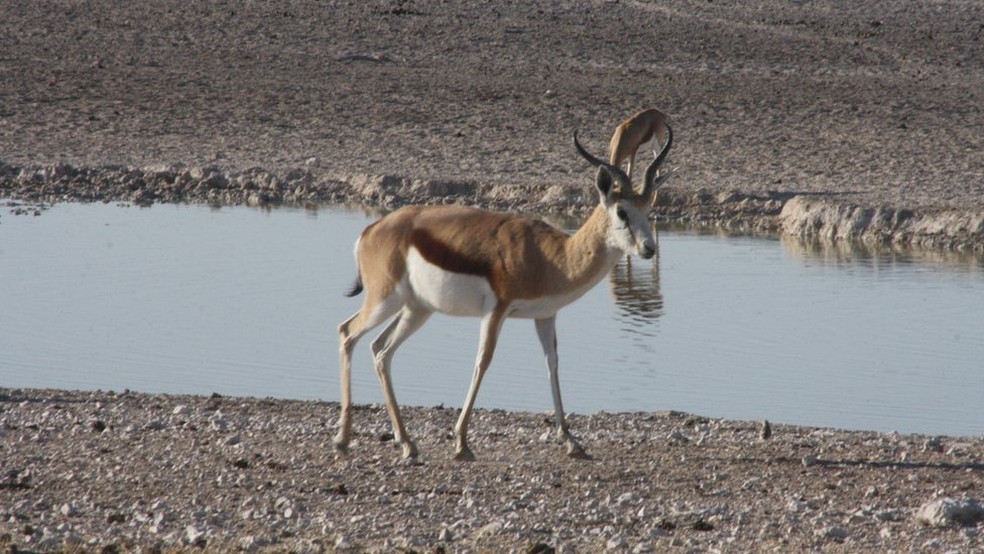 Cervídeo em safari no Parque Nacional Etosha, na Namíbia — Foto: Mariana Veiga/BBC