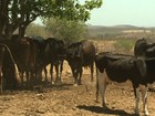 Seca leva produtores a vender o gado em AL para não ver o rebanho morrer