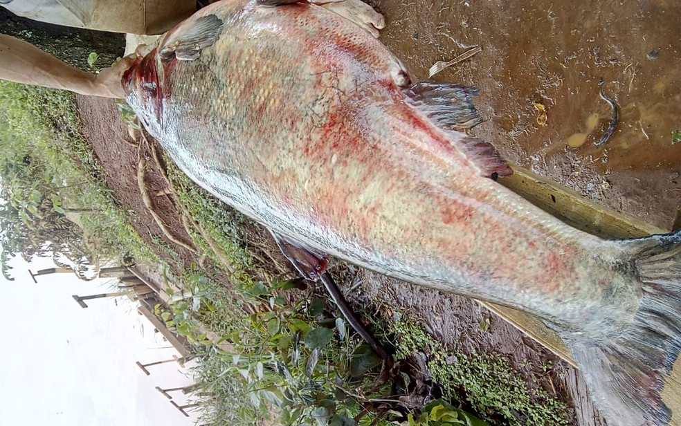 A carpa de 36 kg capturada às margens da represa de Taquaritinga, SP — Foto: Reprodução/EPTV