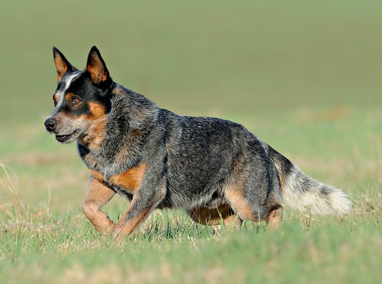 blue heeler a venda