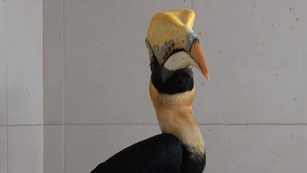 GraÃ§as a novas tecnologias, o calau Jary ganhou um novo 'capacete' â Foto: Wildlife Reserves Singapore