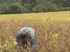 No PR, calor prejudica a produção de sementes para o plantio da soja