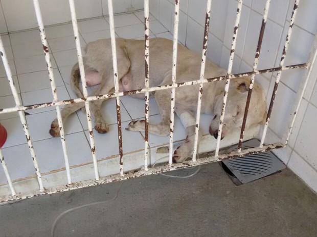 Animal está internado tomando soro em clínica veterinária (Foto: Divulgação/Apipa)