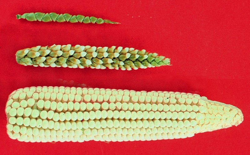 Da versão selvagem do milho, no topo; passando pelo híbrido, no meio; até o milho como conhecemos, abaixo.  (Foto: Wikicommons)