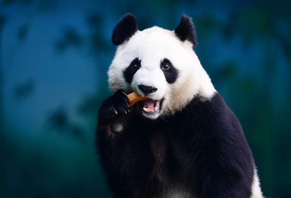 Pandas se alimentam, principalmente de bambu, rico em fibras. (Foto: AFP)