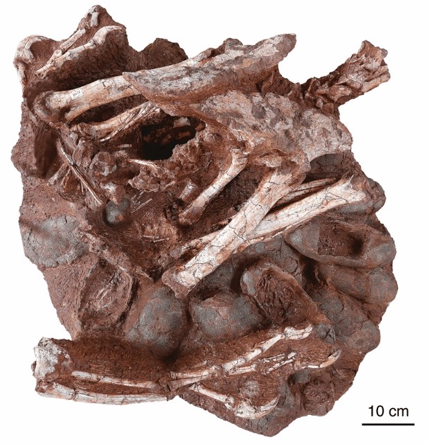 Fóssil de 70 milhões de anos de oviraptorossauro com ovos  (Foto: Divulgação/Shundong Bi/Indiana University of Pennsylvania)