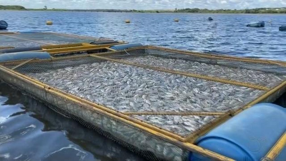 Peixes apareceram mortos em tanques de criação em Cardoso (SP) — Foto: Reprodução/TV TEM