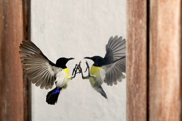 Pássaro foi fotografado atacando o próprio reflexo em Sri Lanka (Foto: Ishara S. Kodikara/AFP )
