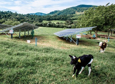vaca-fazenda-nata-da-serra-leite-organico-381 (Foto: Alexandre Battibugli/Ed. Globo)