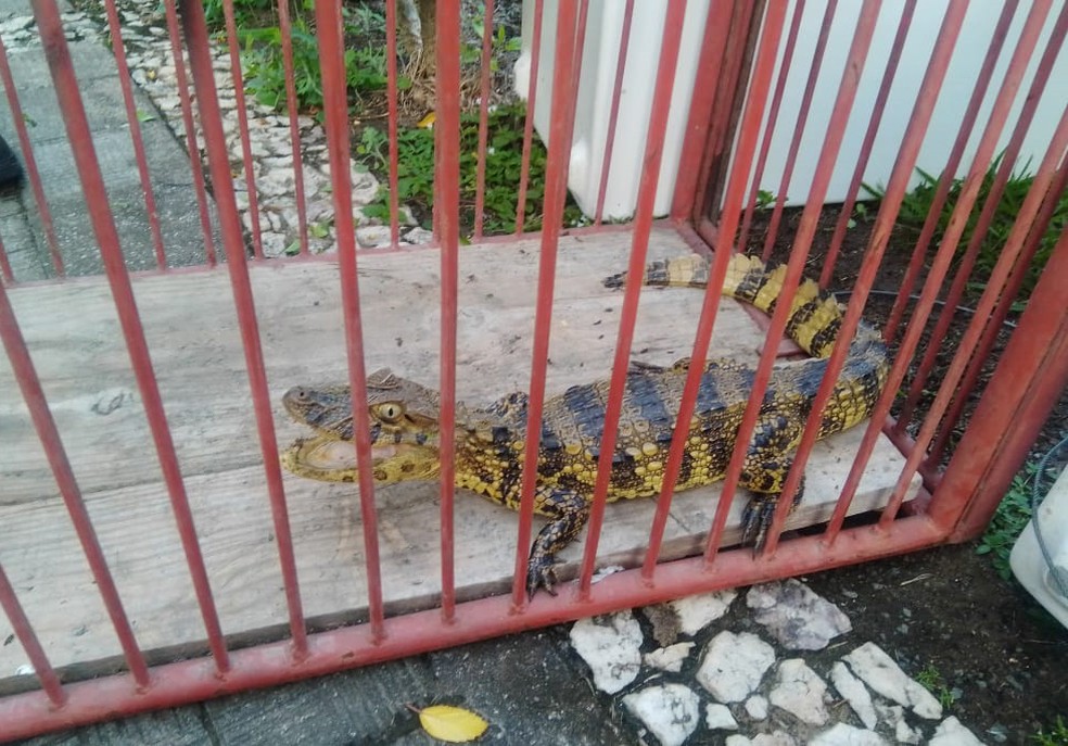 Jacaré foi encontrado em área interna de clube — Foto: Divulgação/Corpo de Bombeiros