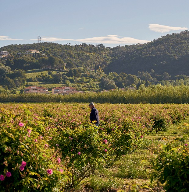 Há quatro gerações, a família de Joseph Mul planta flores na região de Grasse (Foto: Divulgação)