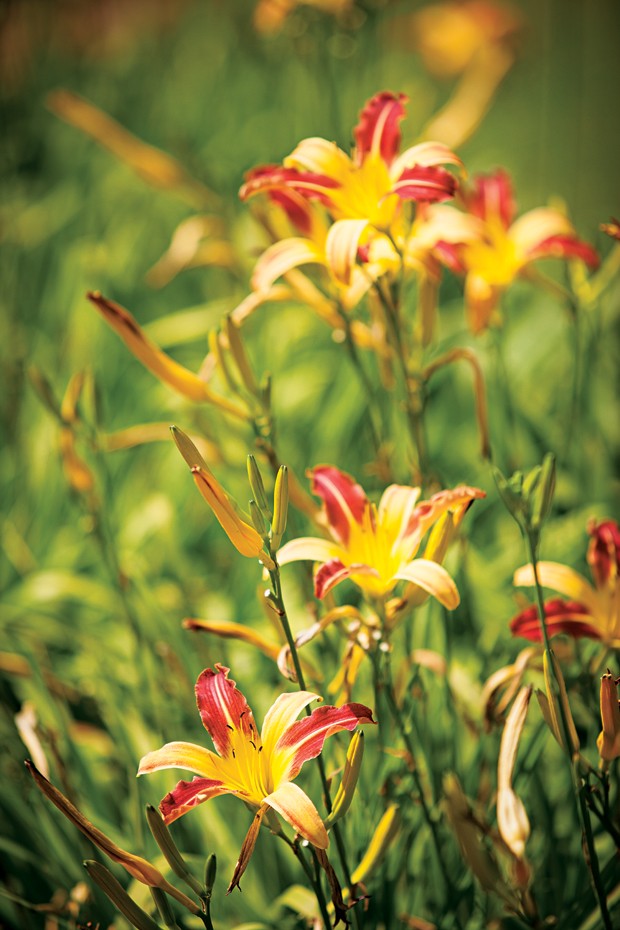 Lírio | Conhecido como flor de corte, o lírio é uma opção para formar canteiros e maciços (Foto: Gui Morelli)
