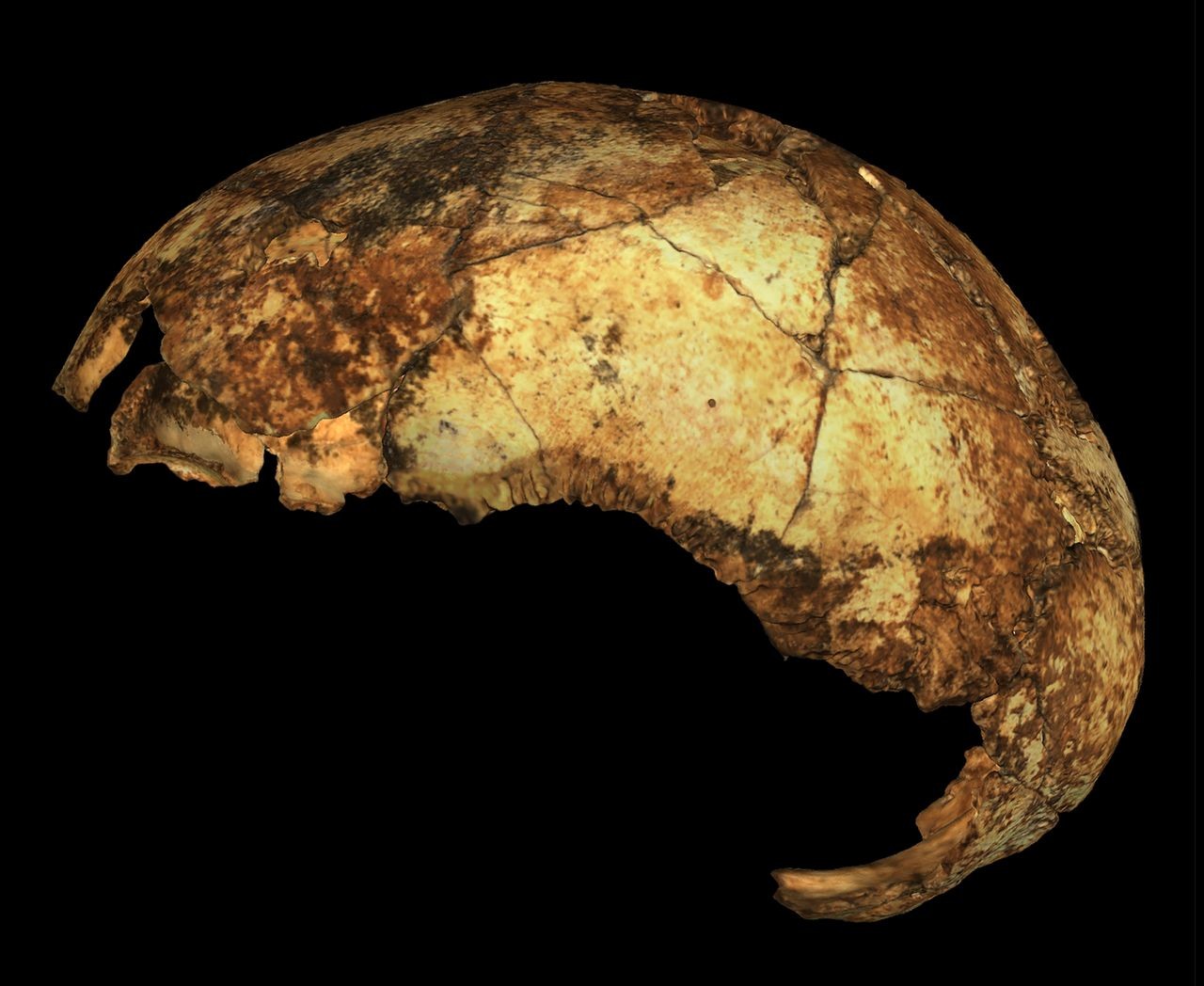 Homo erectus é ao menos 100 mil anos mais velho do que se imaginava (Foto: Science)