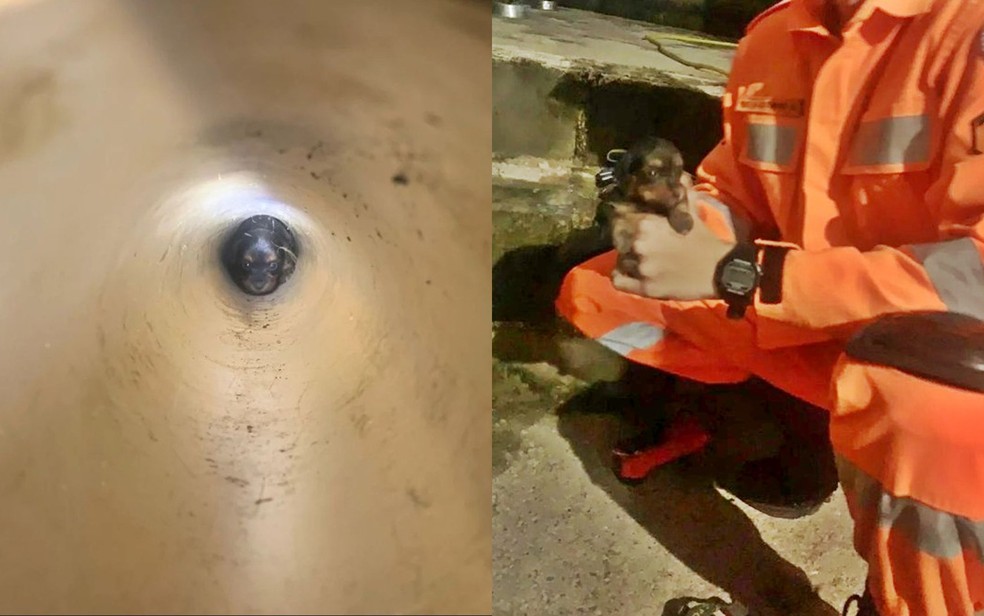 Corpo de Bombeiros resgata tamanduá, gavião e filhote de cão em Guaxupé e Muzambinho, MG — Foto: Corpo de Bombeiros