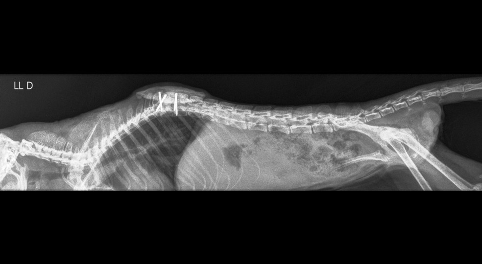 Raio-X da coluna da gambá depois da cirurgia — Foto: Débora Cristina/Arquivo pessoal