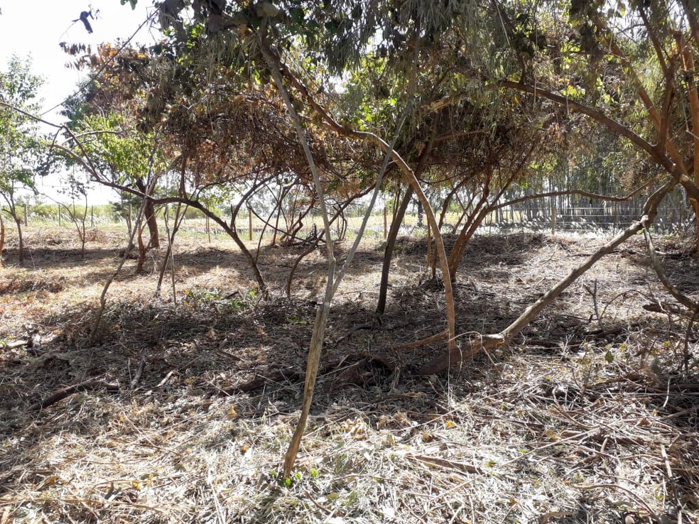 Polícia Ambiental constatou a destruição de vegetação nativa em uma chácara em Mariaópolis — Foto: Polícia Ambiental
