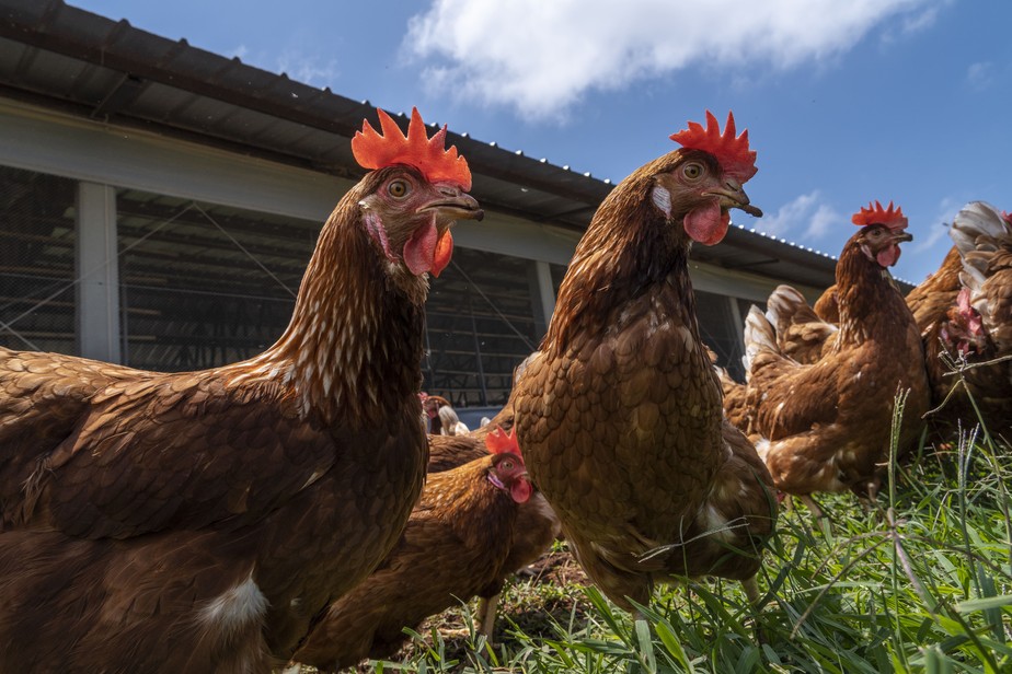 Prazo consensual do setor é chegar à meta de 100% de galinhas livres de gaiolas até 2028