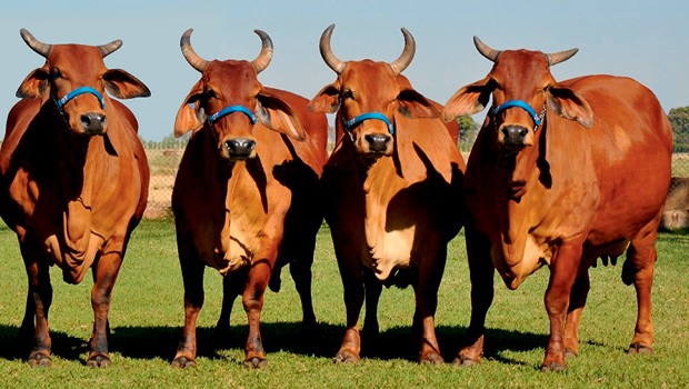 Vacas doadoras da marca OT em fazenda de Mato Grosso do Sul (Foto: Divulgação)