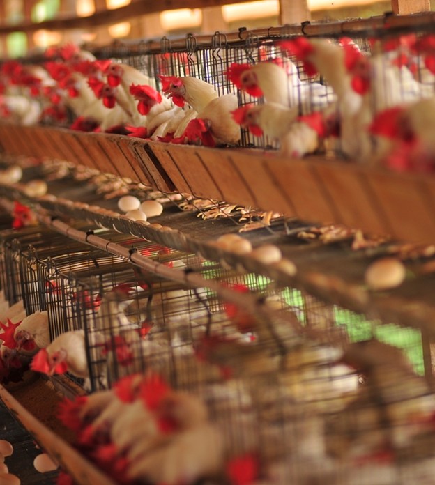 África do Sul suspende aplicação de antidumping ao frango brasileiro