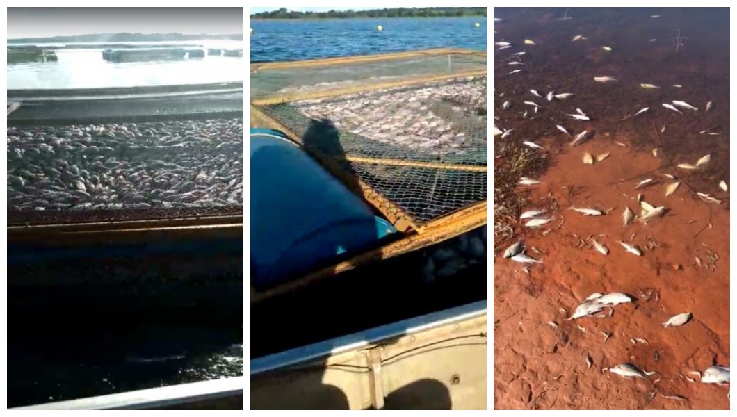 Piscicultor calcula prejuízos após encontrar peixes mortos em Cardoso
