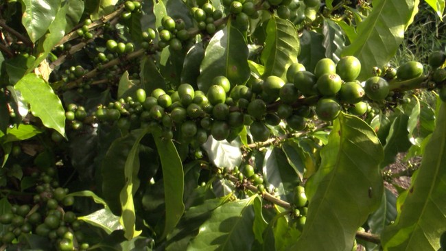 Cafeicultores do sudoeste da BA investem na produo de gros especiais; confira