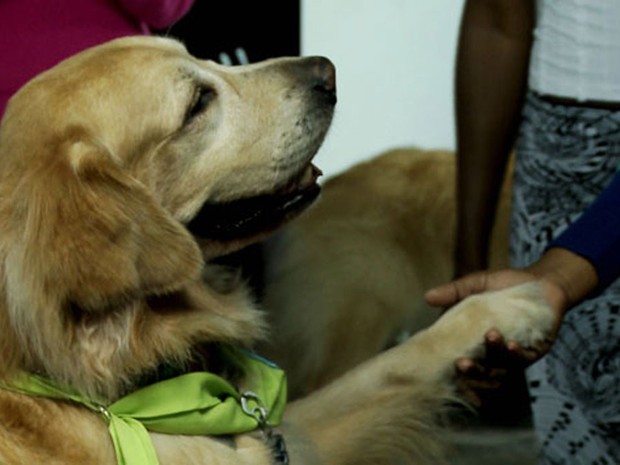 Cão dá a pata a criança em abrigo de refugiados de SP; projeto leva cachorros para interagir em abrigos, hospitais e outros ambientes (Foto: Wagner Santos/G1)