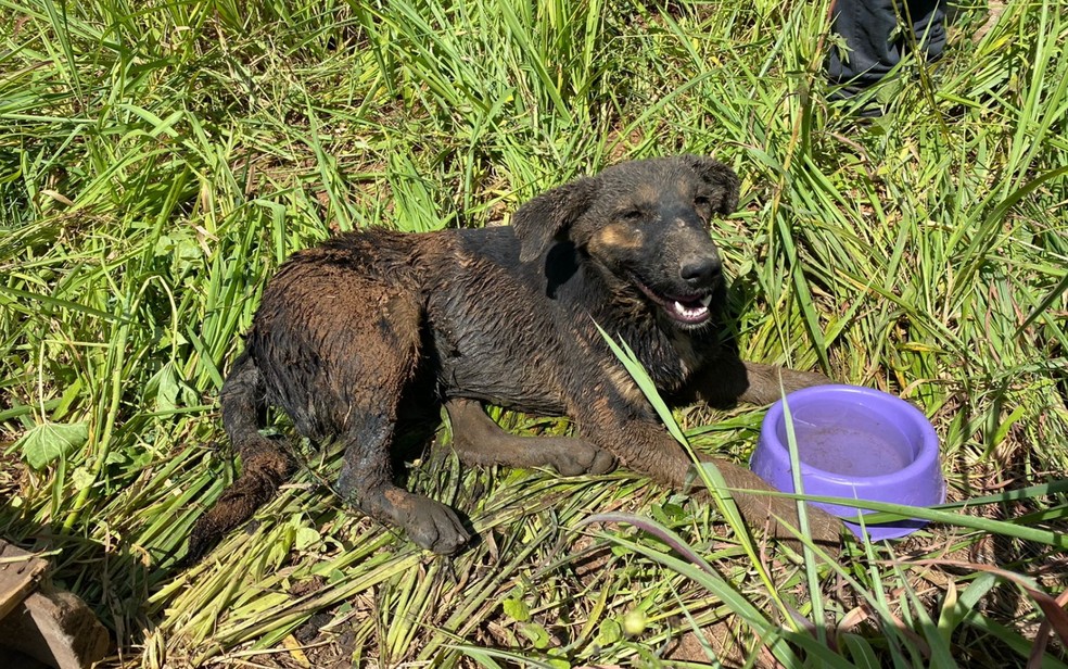 Cachorro resgatado em fossa em Anápolis — Foto: Divulgação/Corpo de Bombeiros