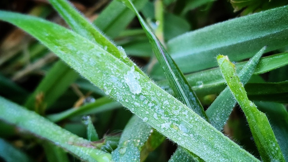 Camada fina de gelo sobre vegetação na Serra Catarinense — Foto: Mycchel Legnaghi/@saojoaquimonline
