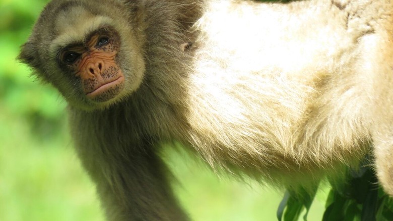 esmeralda-muiriqui-macaco (Foto: Divulgação)