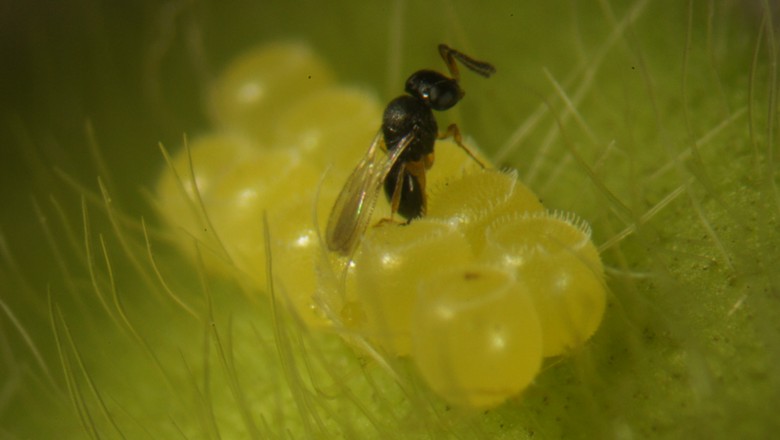 Tipos de marimbondo e como se proteger - Insect Bye