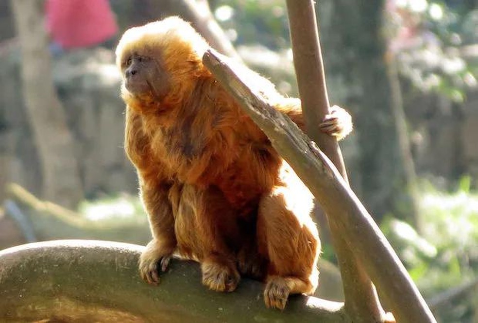 Macaco-prego-galego - Sapajus flavius — Foto: ( Miguelrangeljr/ Wikimedia Commons/ CreativeCommons)