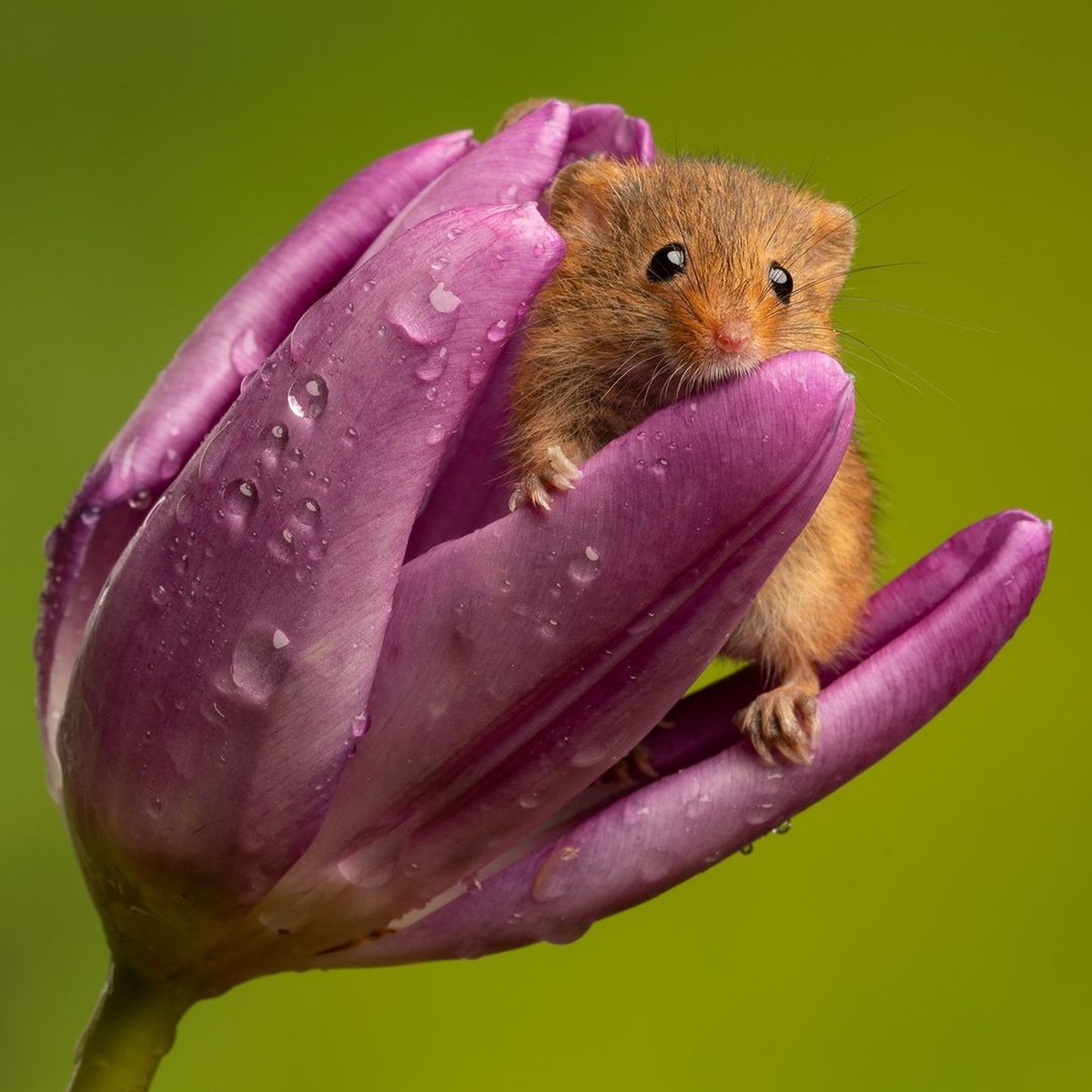 Conheça os ratinhos que vivem dentro das flores | Terra da Gente | G1