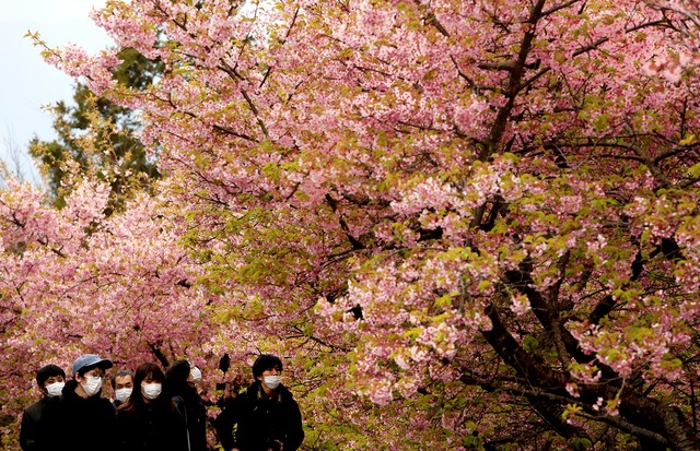 Mandatory Credit: Photo by Jae C Hong/AP/Shutterstock (10570374d)People wearing masks visit a cherry blossom festival in Matsuda, Kanagawa prefecture, south of Tokyo, . The coronavirus outbreak began to look more like a worldwide economic crisis as anxie (Foto: Jae C Hong/AP/Shutterstock)