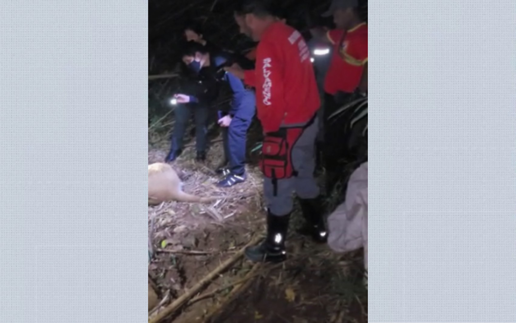 'Impossível duas onças em uma região tão pequena', diz bombeiro civil sobre animal encontrado em Altinópolis, SP