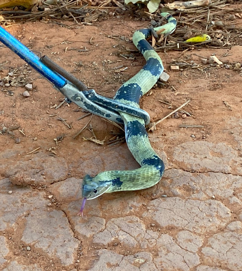 A cobra adulta possui em torno de um metro e, por isso, ela utiliza outras maneiras de defesa — Foto: Reprodução/Corpo de Bombeiros