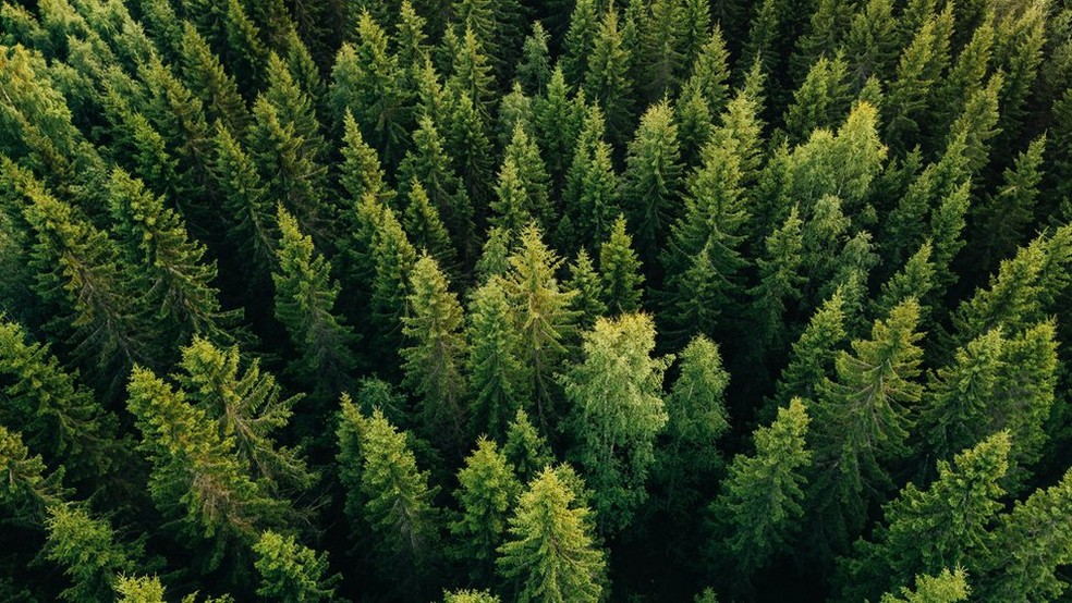 Espécies de árvores coníferas, como os pinheiros, absorvem mais radiação e contribuem para aquecimento global, aponta estudo — Foto: Getty Images via BBC