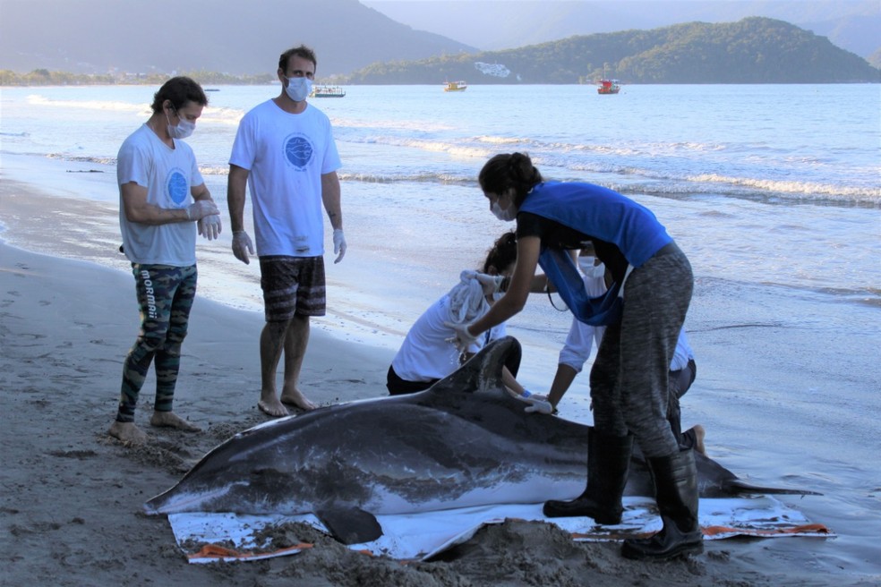 Golfinho de 2,3 metros foi encontrado por banhistas na tarde de sexta-feira (16)  — Foto: Divulgação/ Instituto Argonauta