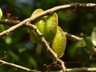 Mosca da carambola ataca mais de 20 espécies da fruta em pomares do AP