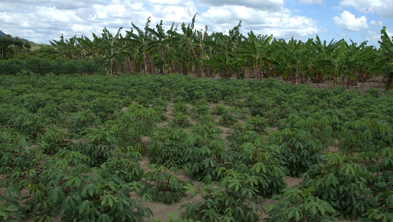 agricultura_mandioca_ba (Foto:  )